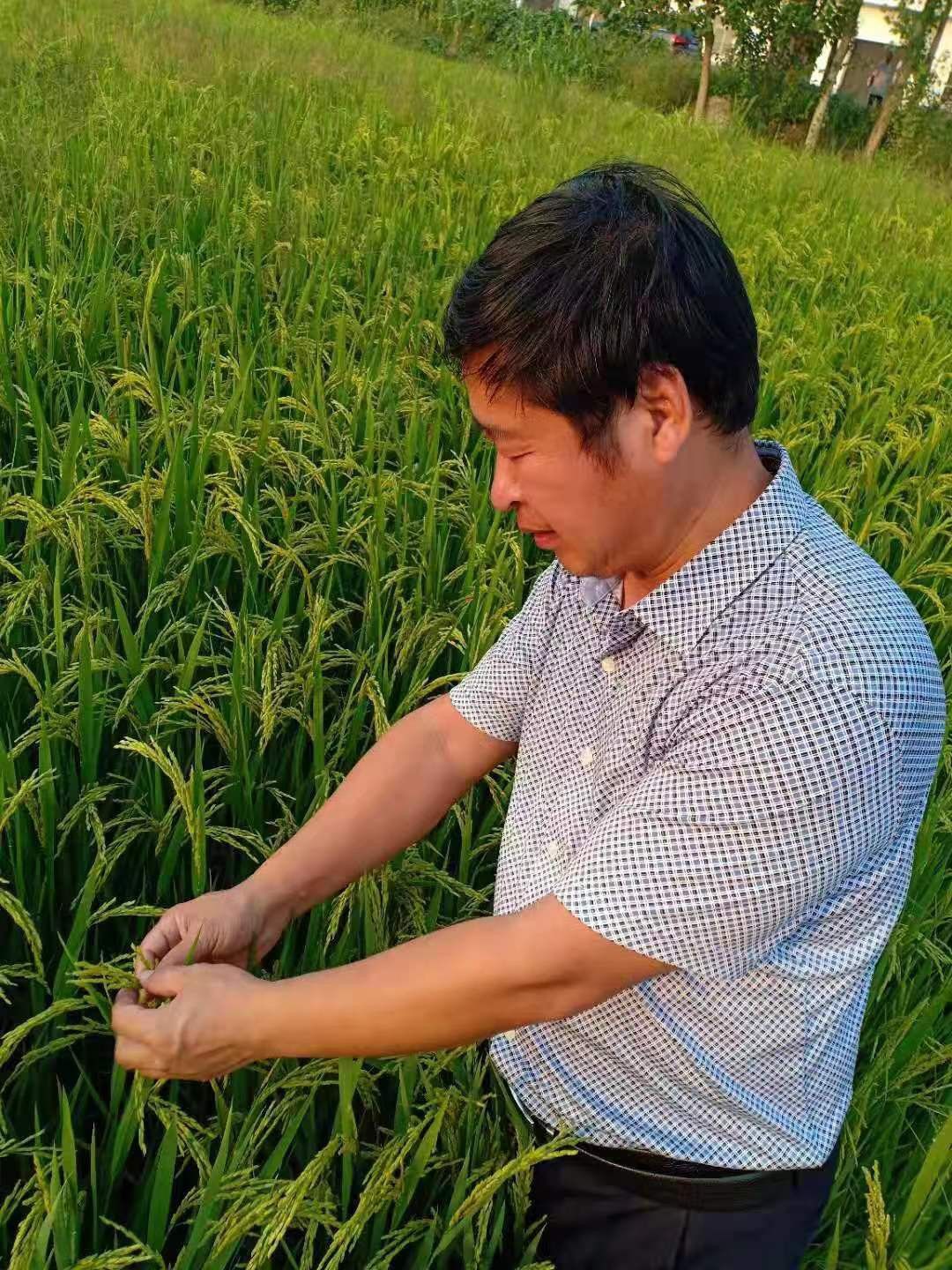 《当代科学家》专题：碳氢核肥掀起我国农业绿色革命