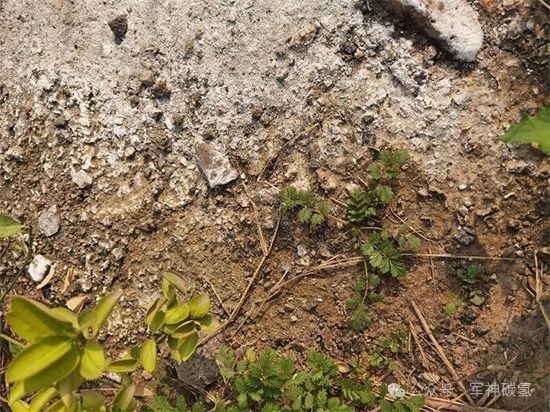 碳氢核肥调理盐碱地突出贡献!