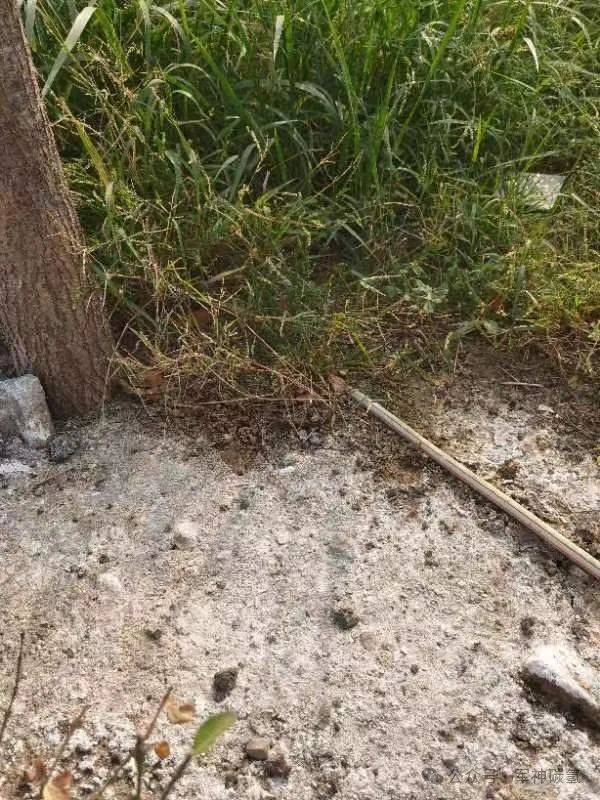 碳氢核肥调理盐碱地突出贡献!